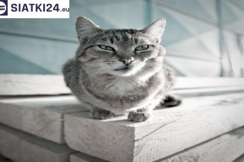 Siatki Kozienice - Siatka na balkony dla kota i zabezpieczenie dzieci dla terenów Kozienic